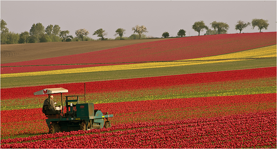 Tulpenköpfmaschine