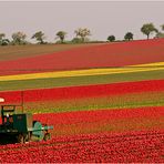 Tulpenköpfmaschine