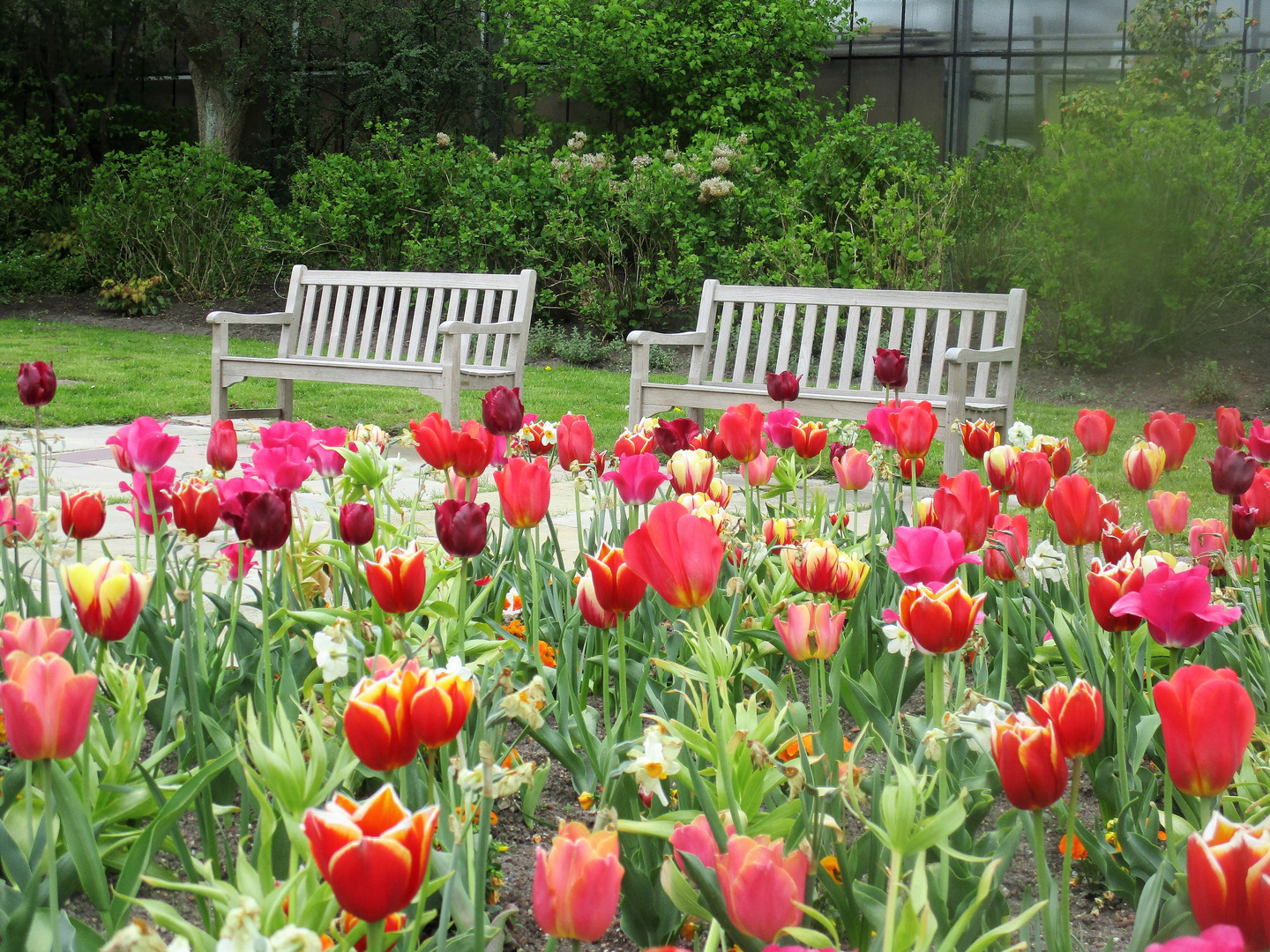 Tulpenkongress