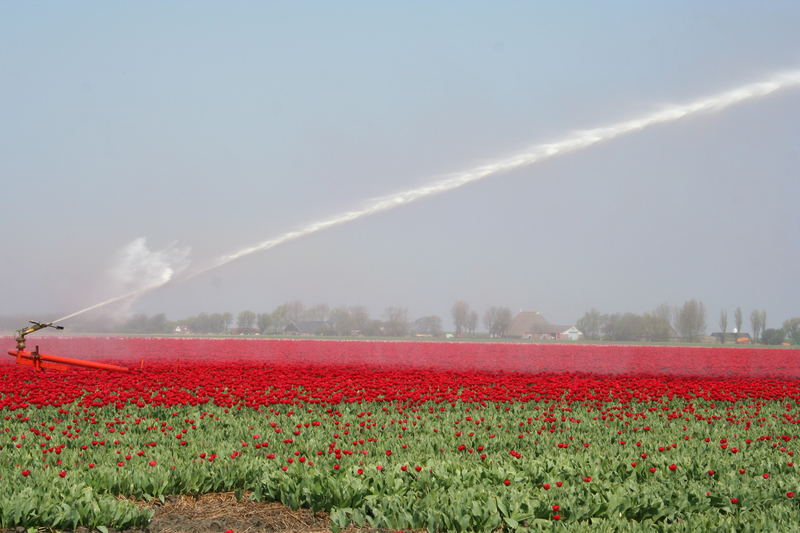 TULPENLAND FRIESLAND