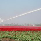 TULPENLAND FRIESLAND