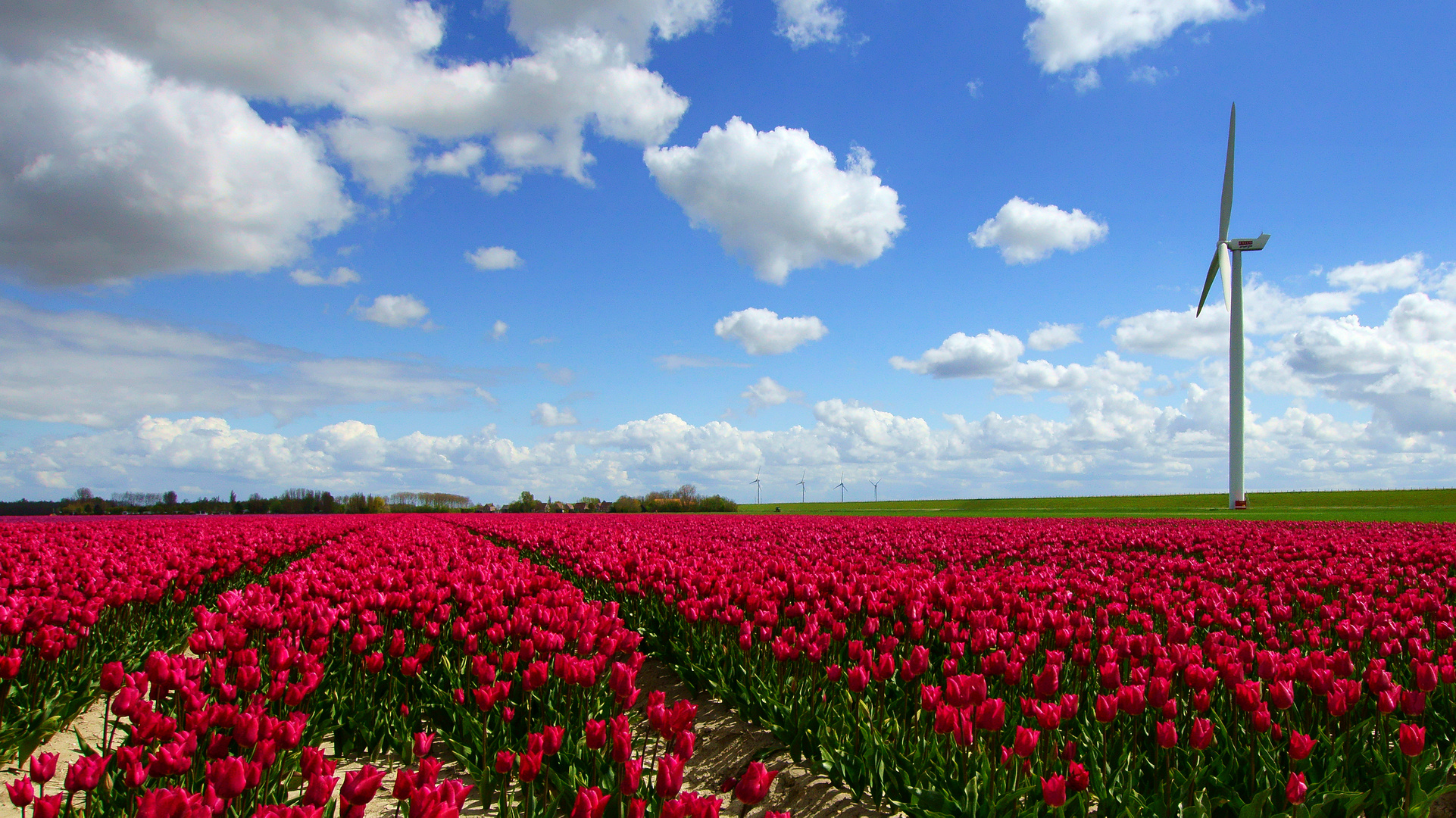 Tulpenlandschaft