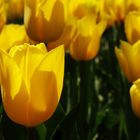 Tulpenlandschaft........