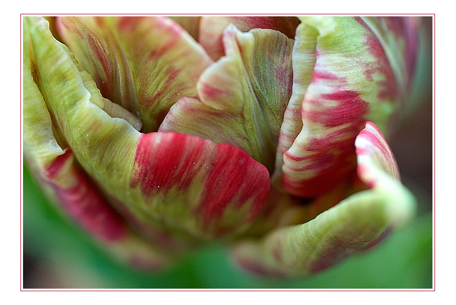 Tulpenlandschaft