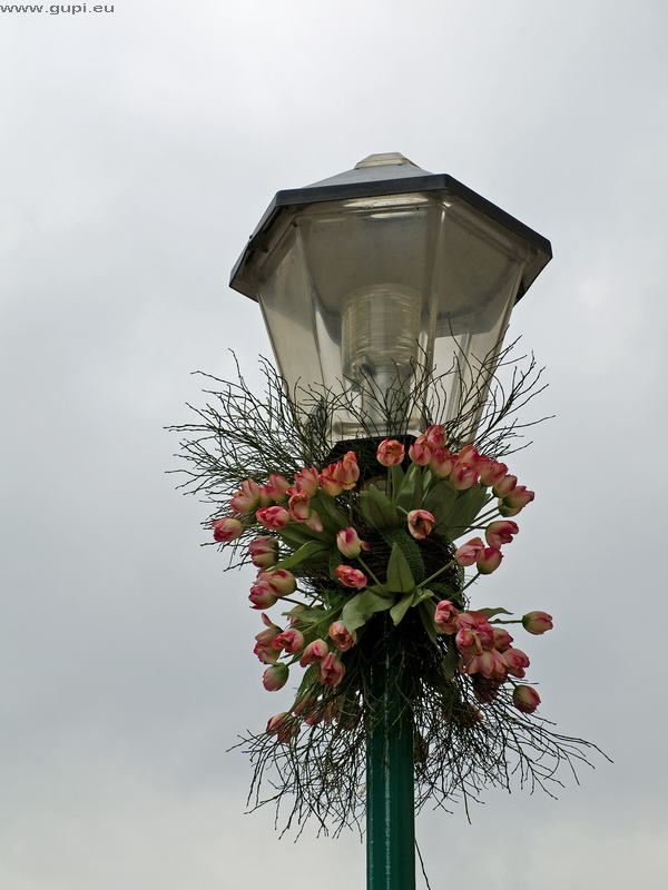 Tulpenlaterne - Laternentulpen?