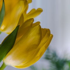 Tulpenlenz