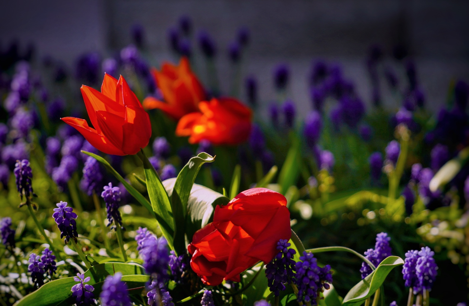 Tulpenleuchten