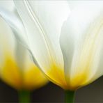 Tulpenleuchten