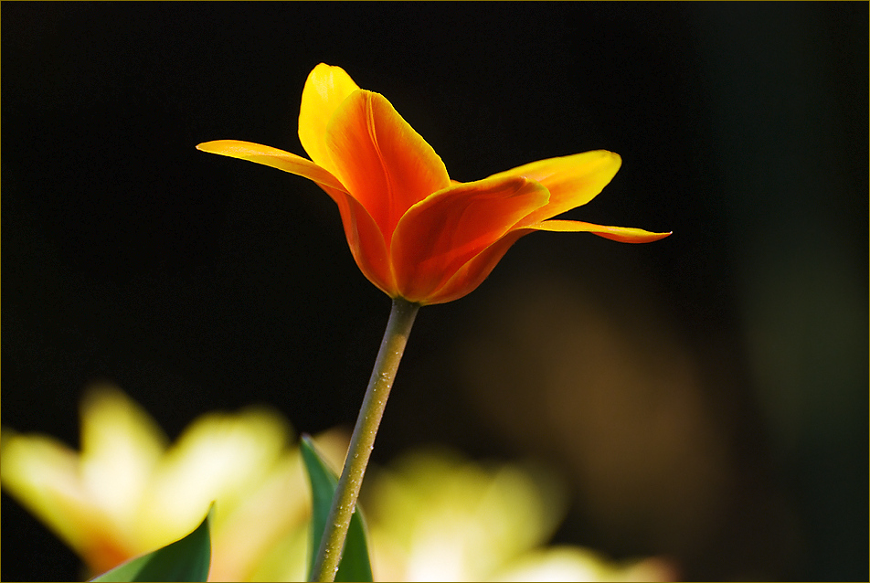 Tulpenleuchten