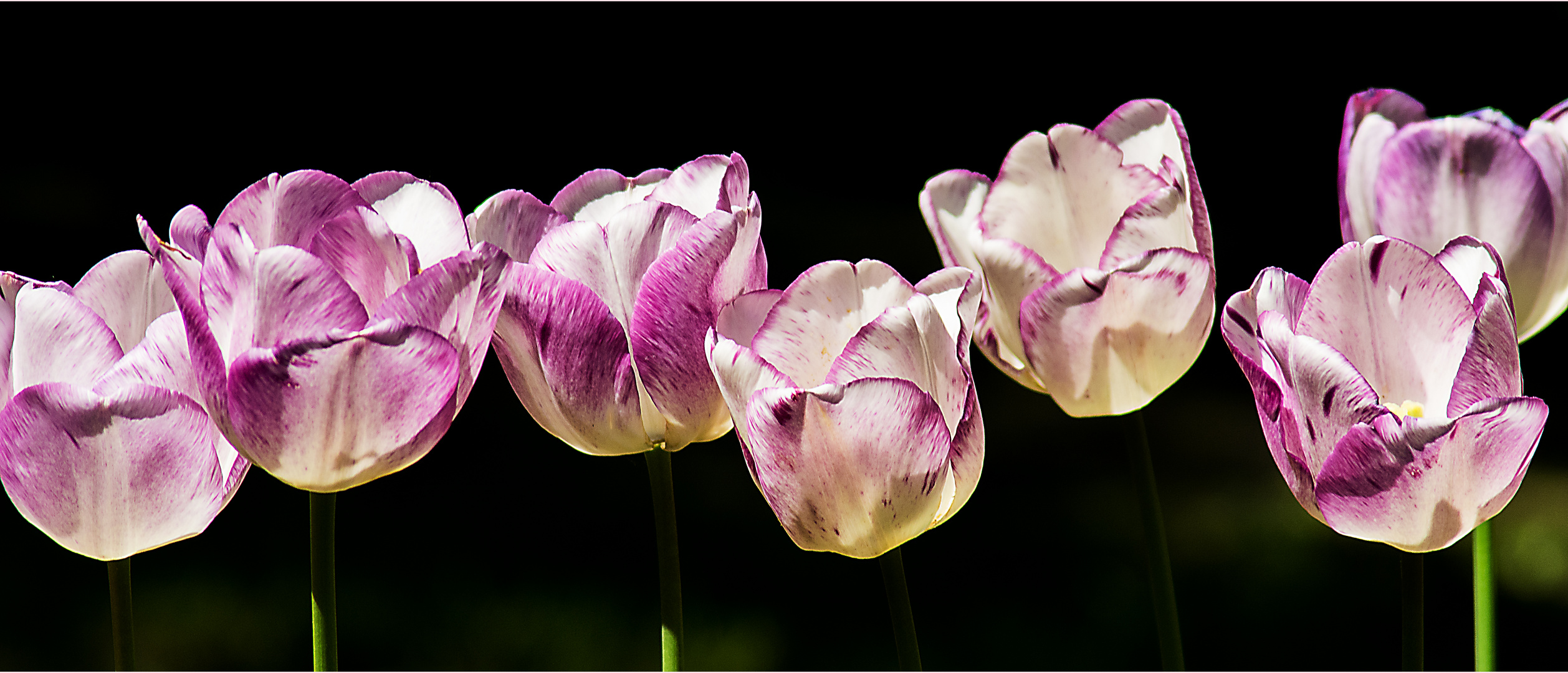 Tulpenleuchten