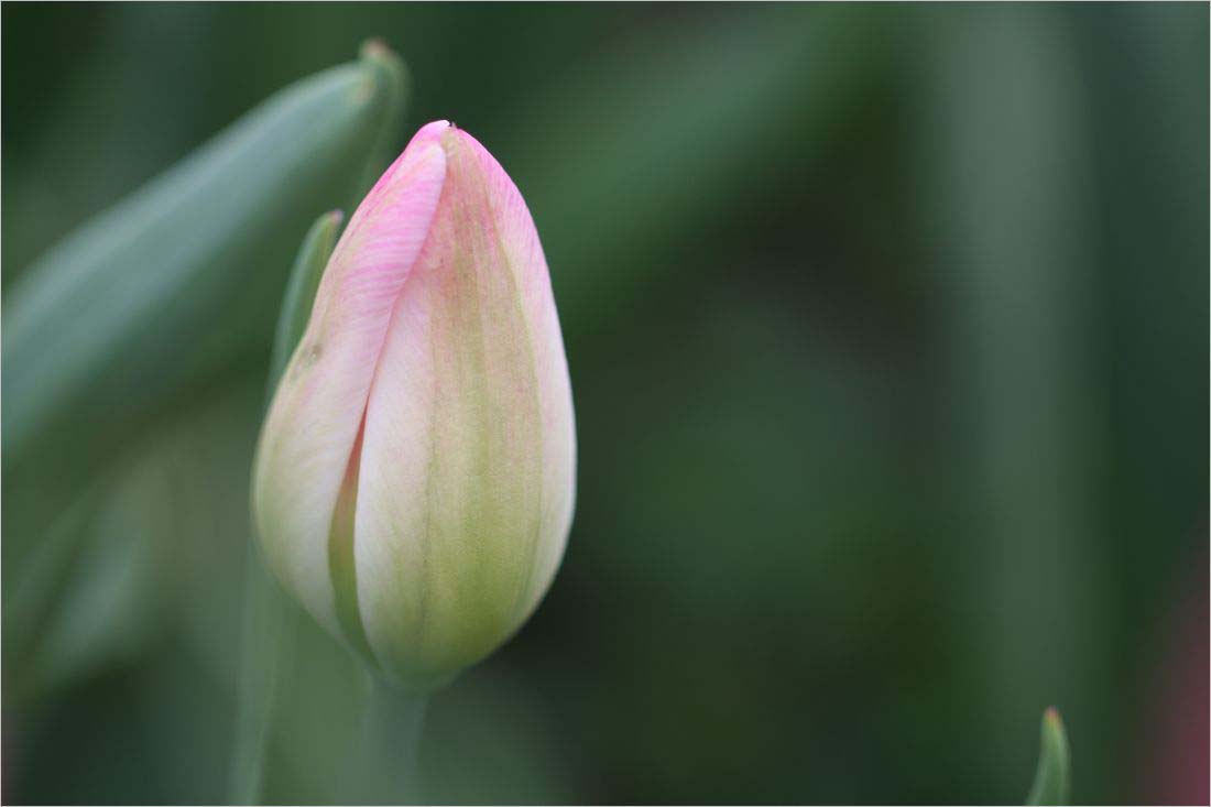 Tulpenleuchten IV