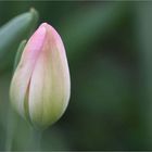 Tulpenleuchten IV