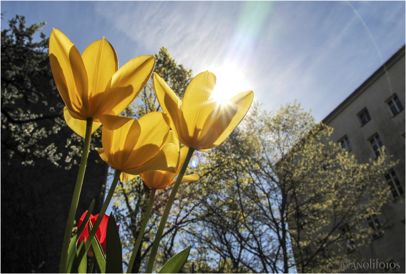 Tulpenlicht