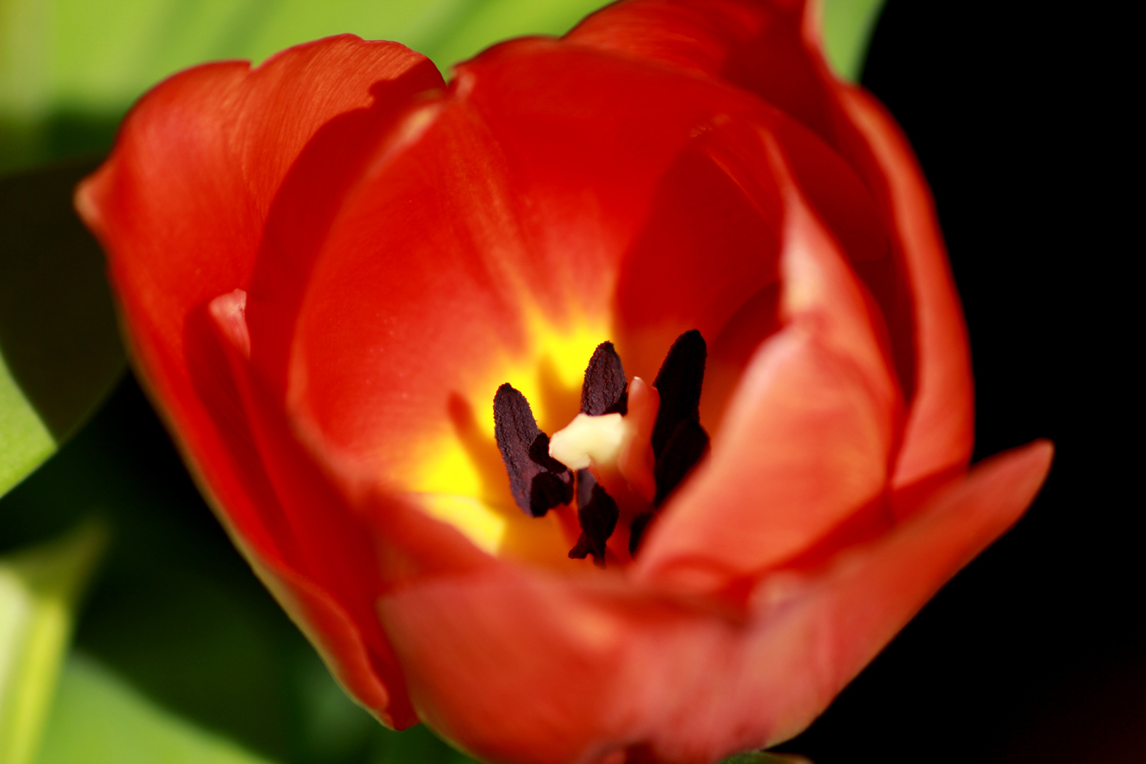 Tulpenlicht