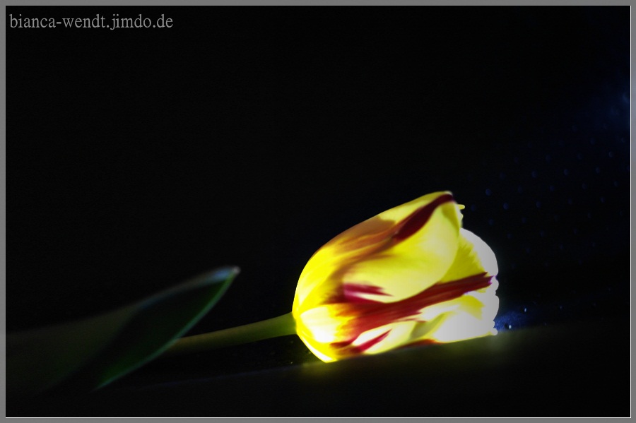 Tulpenlicht