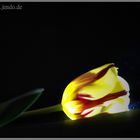 Tulpenlicht