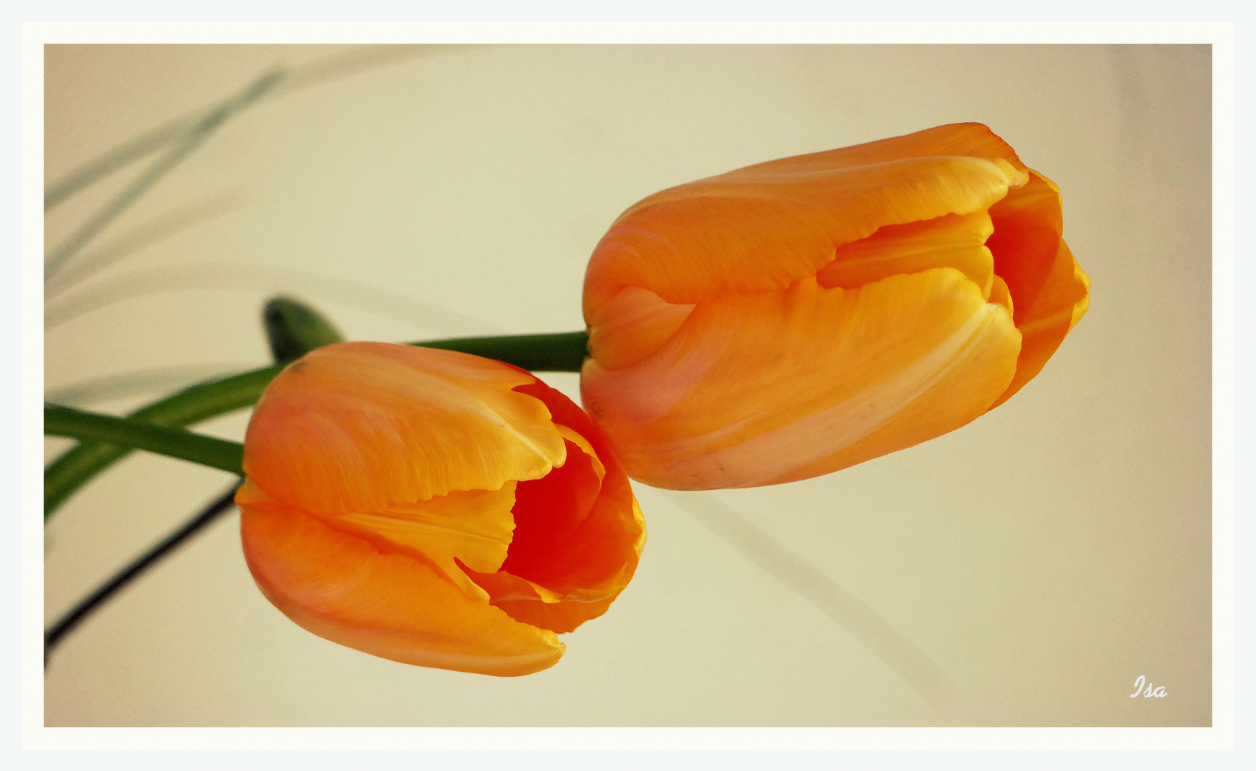 TulpenLiebe