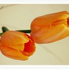 TulpenLiebe