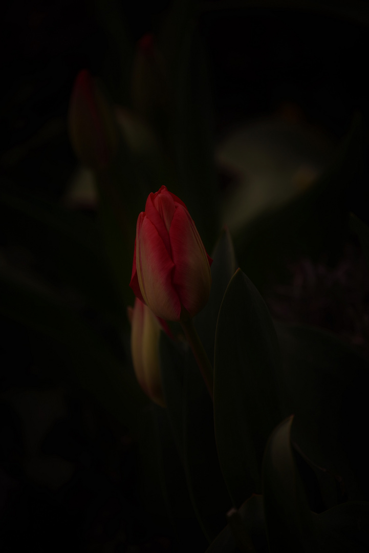 Tulpenliebe