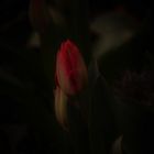 Tulpenliebe