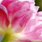 Tulpenliebe - I -