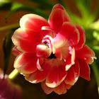 Tulpenliebe - II -