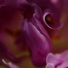 Tulpenliebe - III -