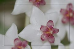 Tulpenlilieorchiedeas