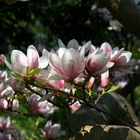 Tulpenmagnolie