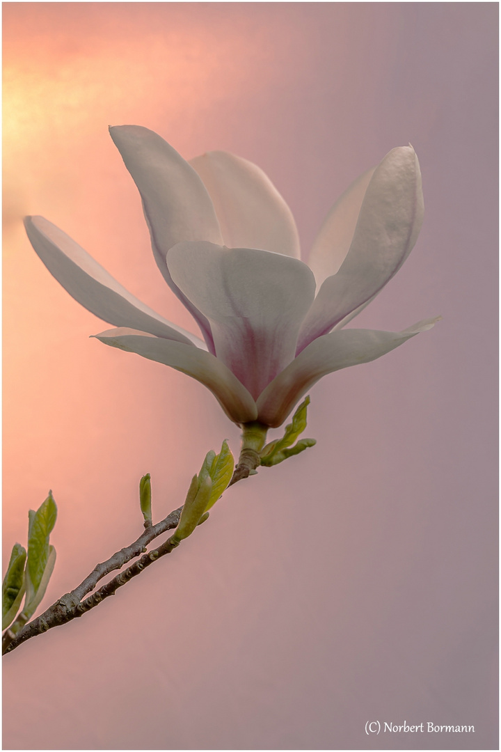 Tulpenmagnolie