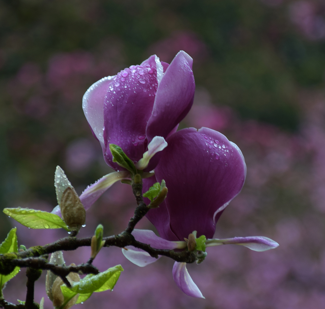 Tulpenmagnolie