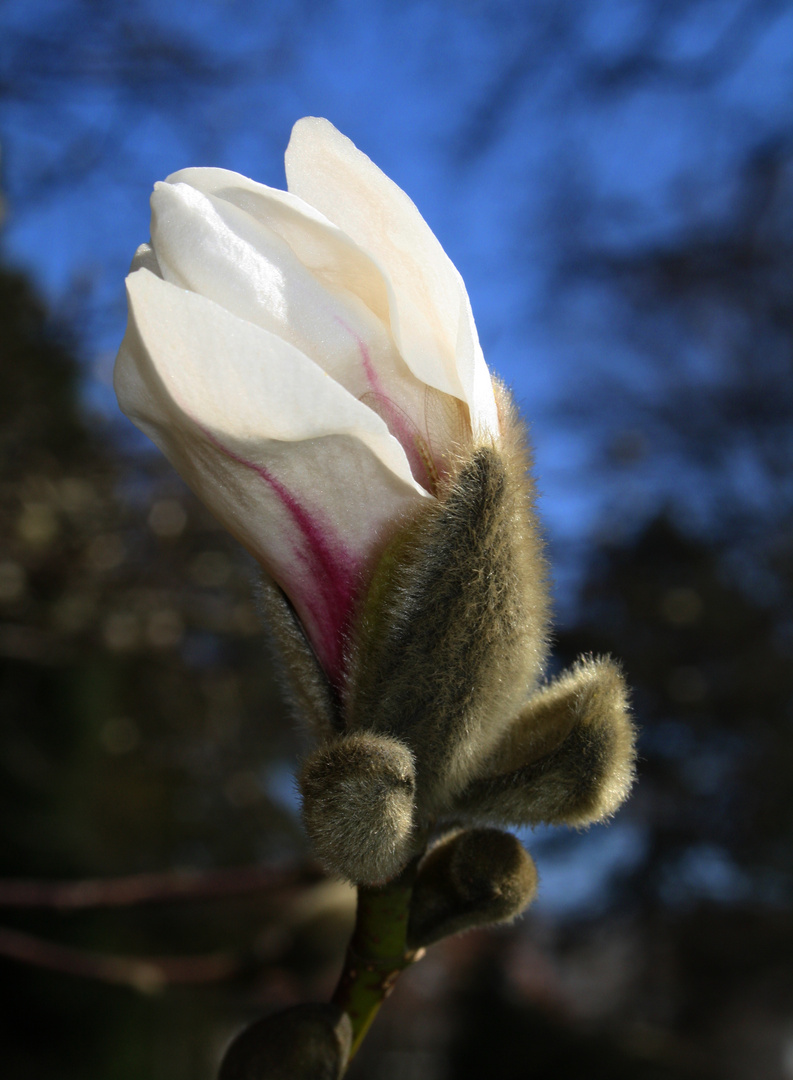  Tulpenmagnolie