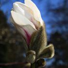  Tulpenmagnolie