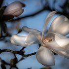 Tulpenmagnolie 