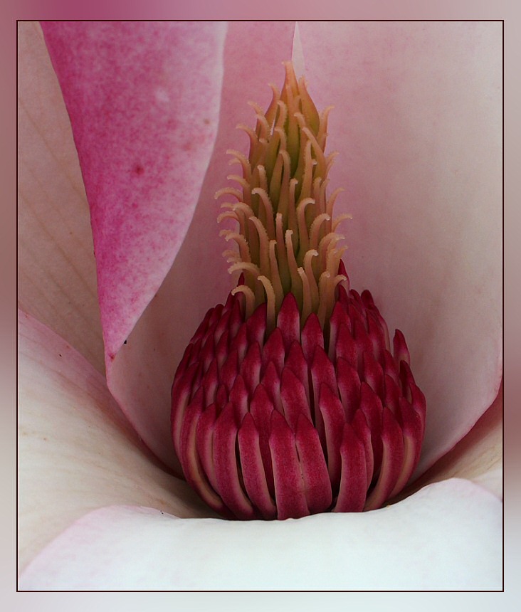 Tulpenmagnolie