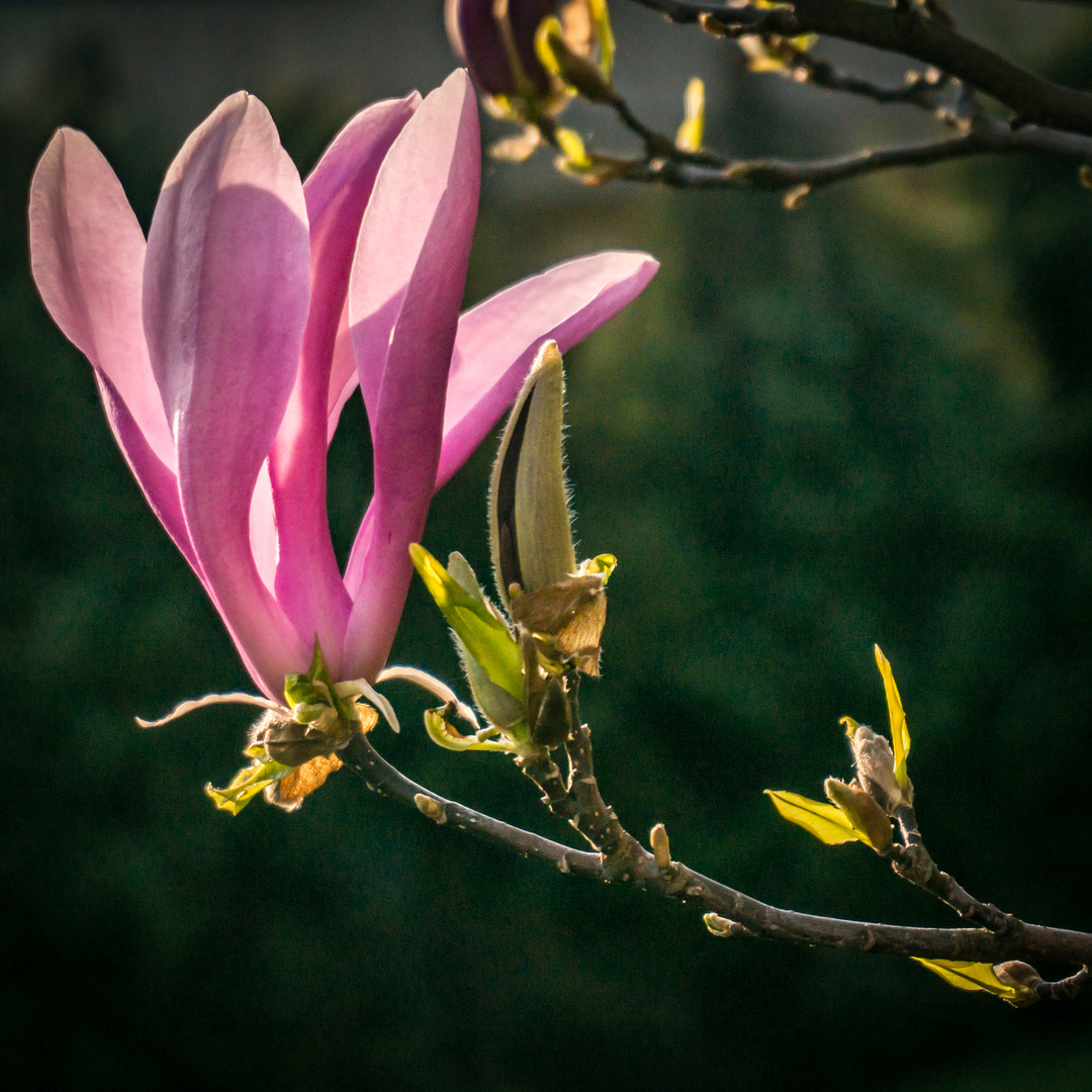 Tulpenmagnolie II