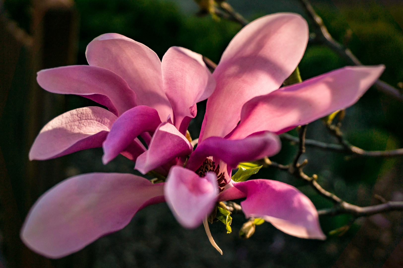 Tulpenmagnolie III