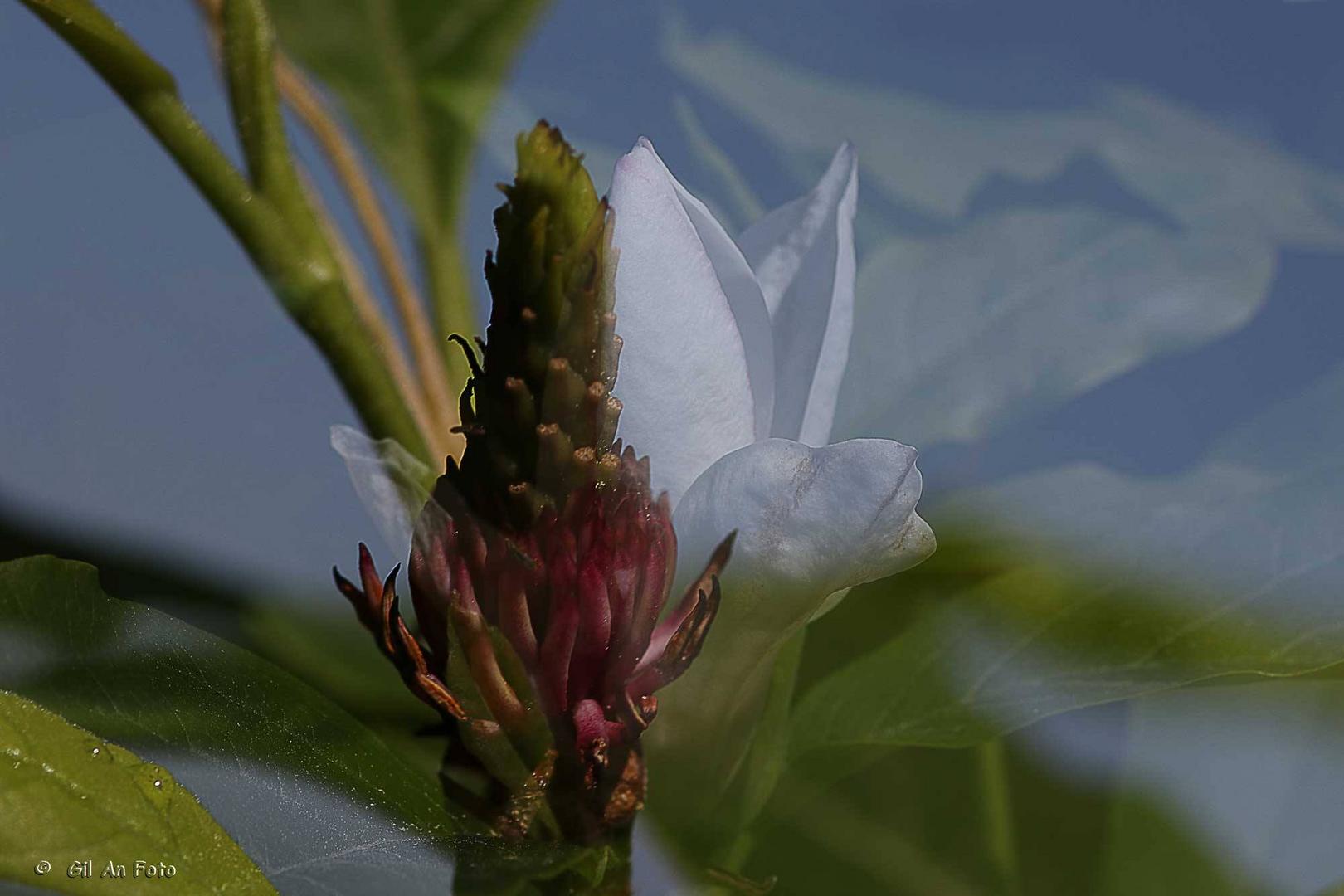 Tulpenmagnolie im Werdegang