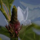 Tulpenmagnolie im Werdegang