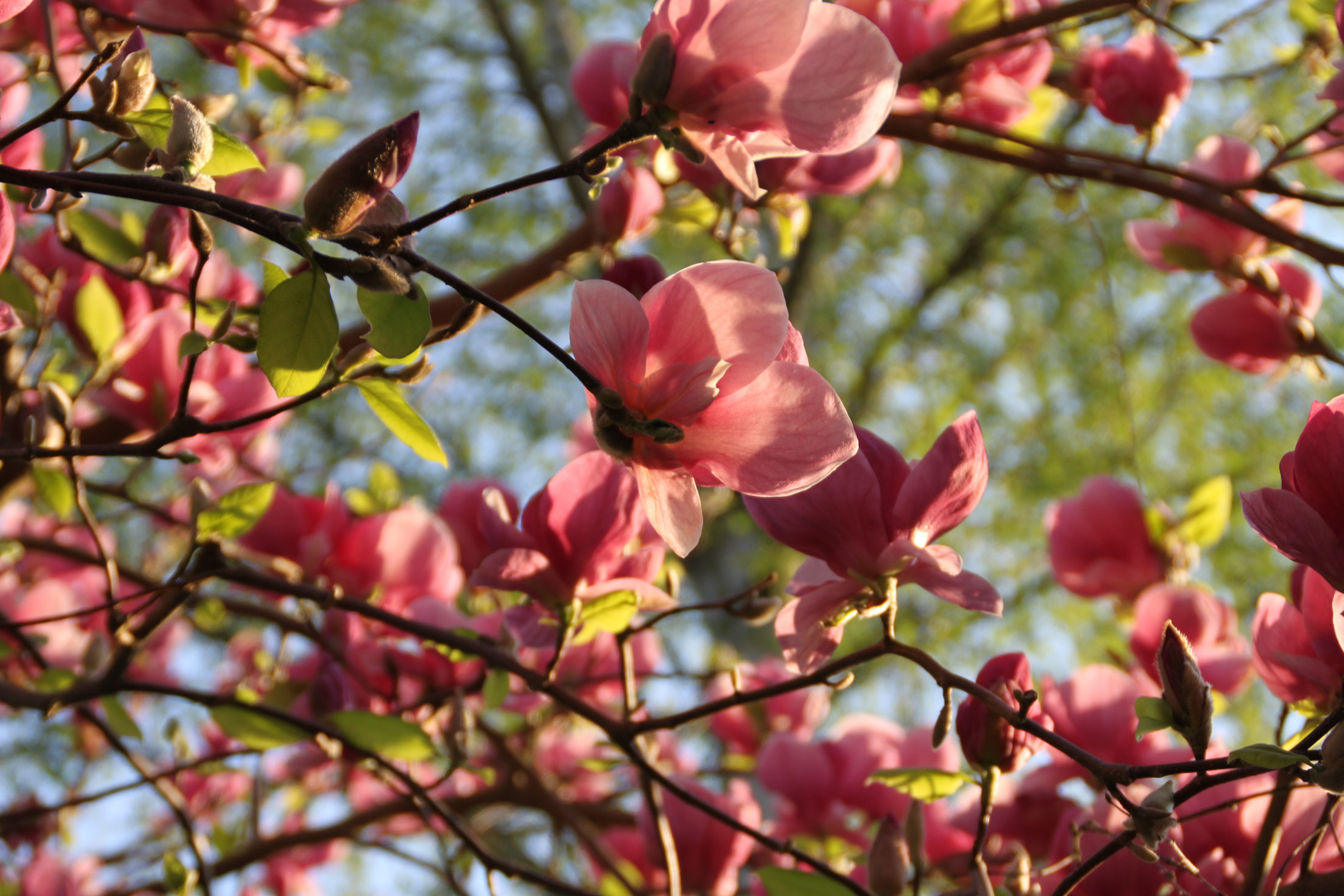 Tulpenmagnolie (Magnolia soulangeana)