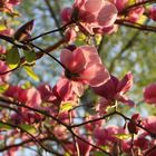 Tulpenmagnolie (Magnolia soulangeana)