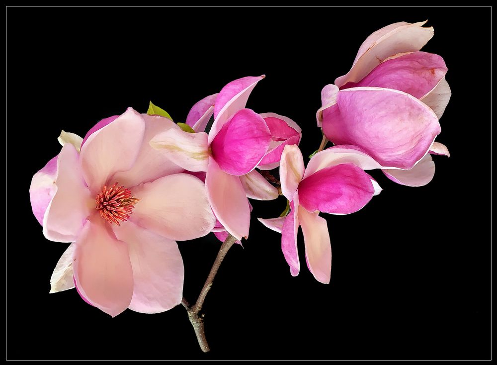 Tulpenmagnolie - Magnolia soulangiana