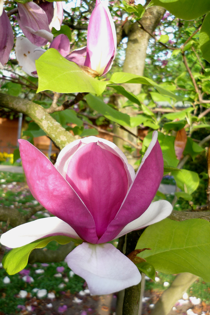 Tulpenmagnolie offen