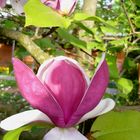 Tulpenmagnolie offen