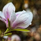 - TulpenMagnolie (Rustica Rubra) -