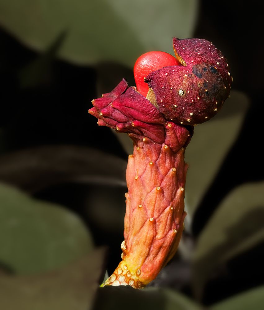 Tulpenmagnolie , Tulpen-Magnolie,