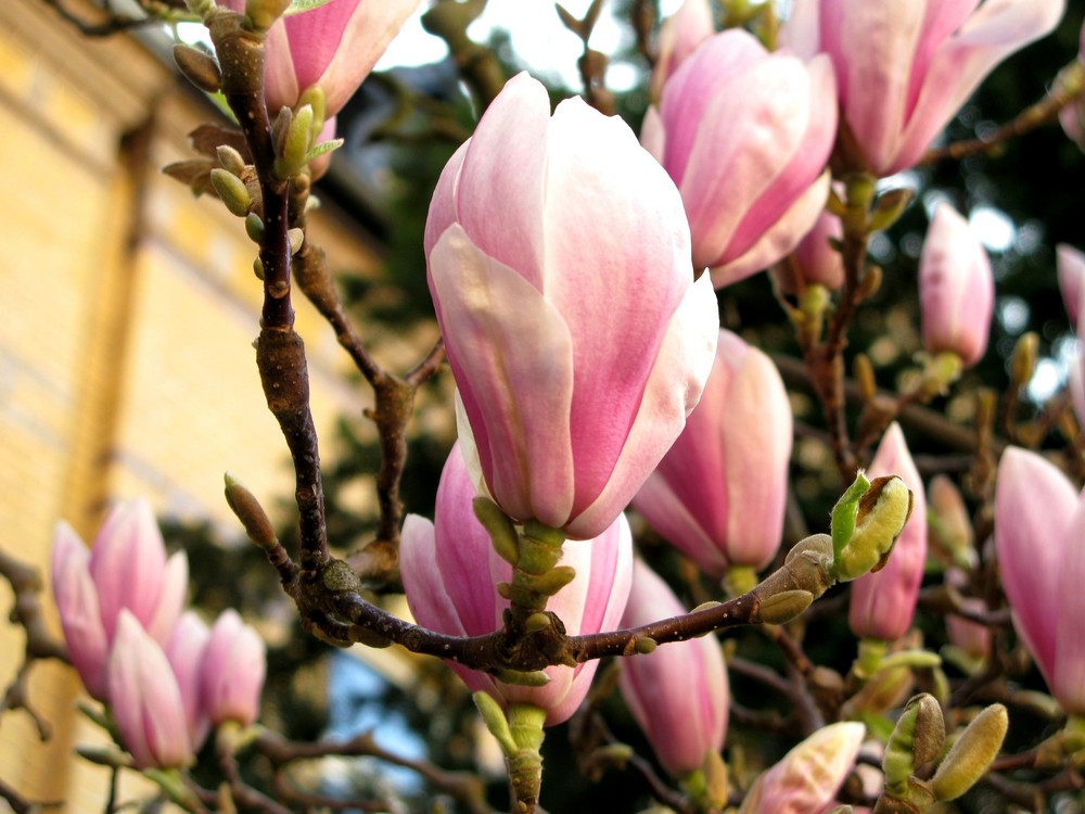 Tulpenmagnolie (Tulpenbaum) 1 Ostermontag, 13. April 2009