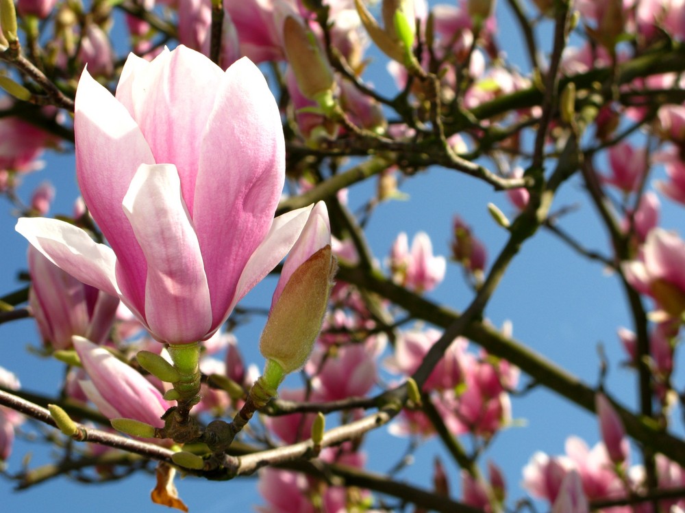 Tulpenmagnolie (Tulpenbaum) 2 Ostermontag, 13. April 2009