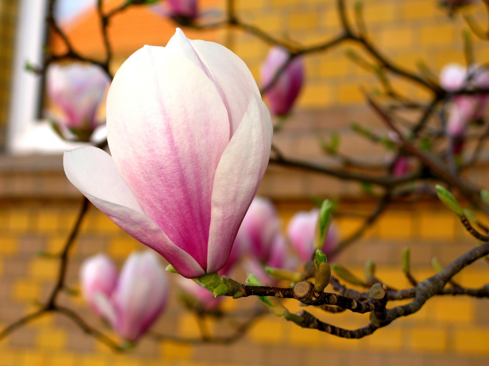 Tulpenmagnolie (Tulpenbaum) Ostermontag, 13. April 2009 (1)