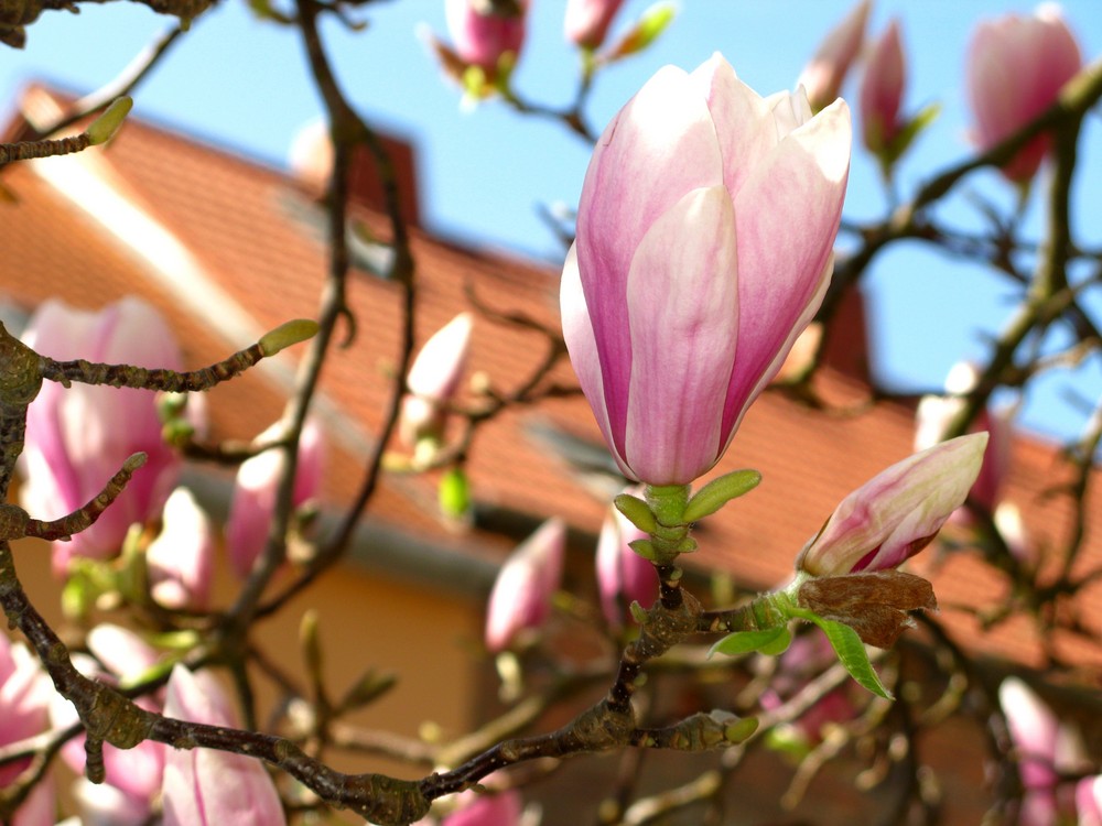 Tulpenmagnolie (Tulpenbaum) Ostermontag, 13. April 2009 (4)